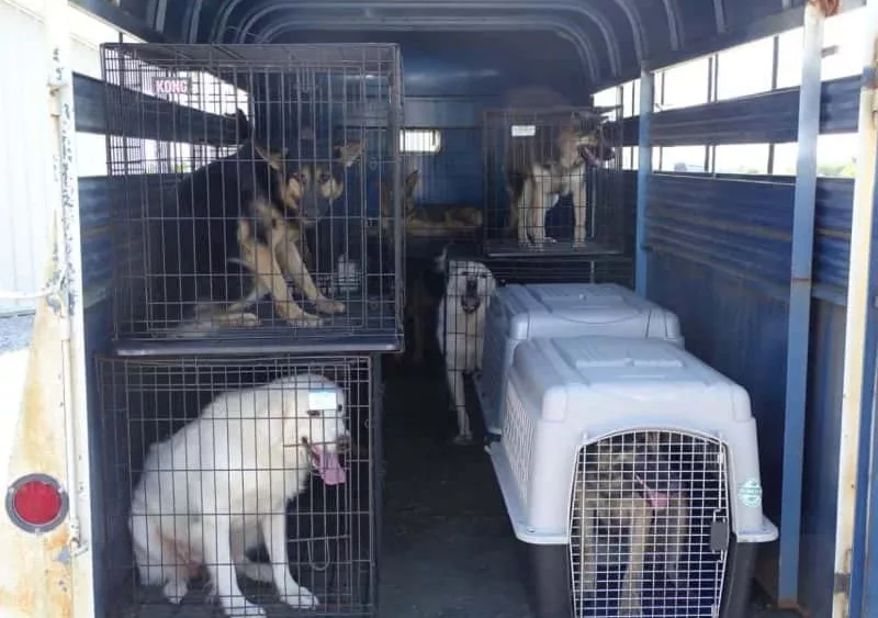 08-28-19-trigg-dogs-seized-2