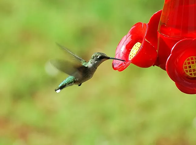 hummingbird-1617433_640