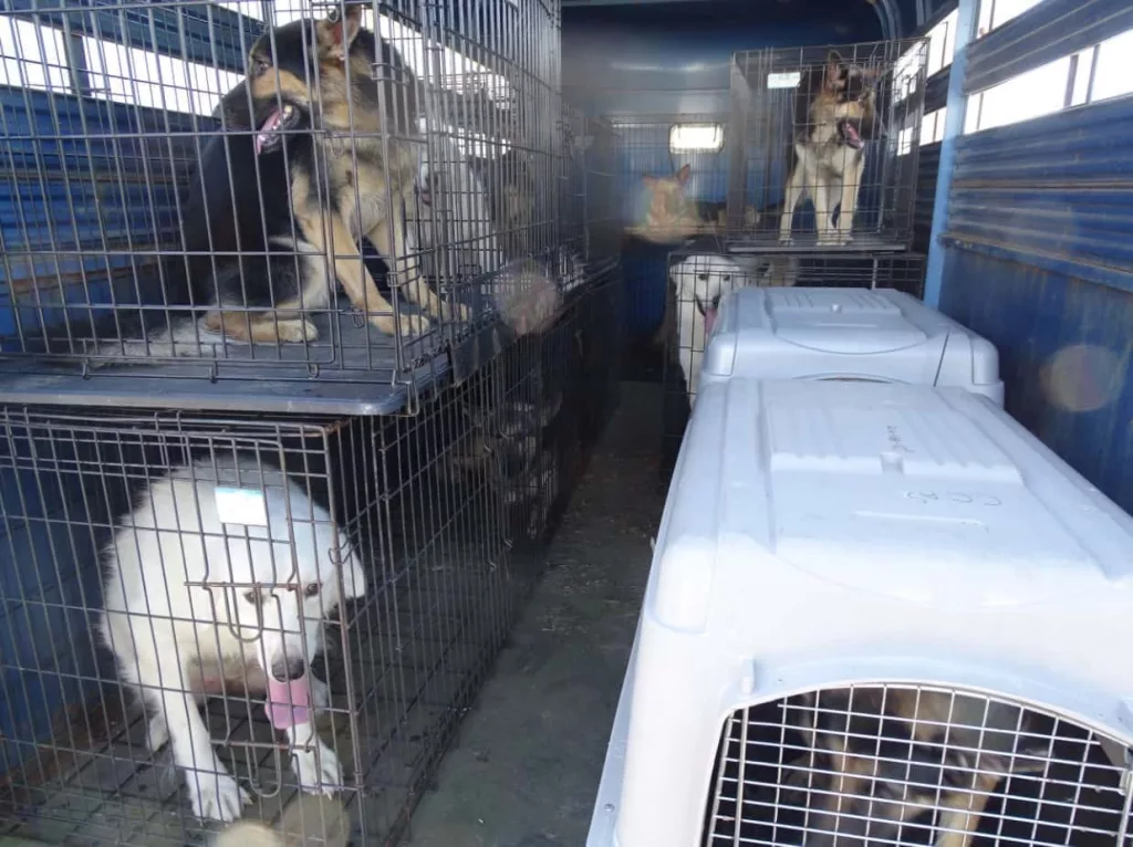 08-28-19-trigg-dogs-seized-3-2