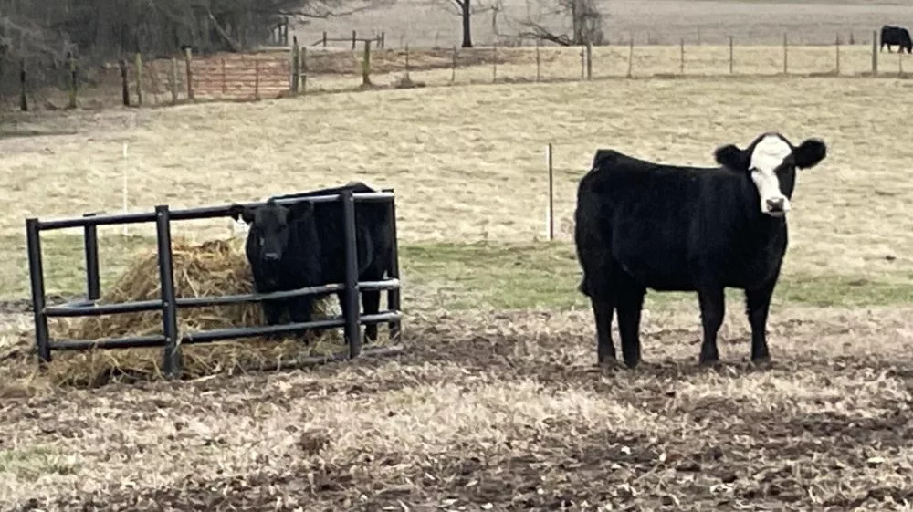 photo-jan-28-2024-4-10-18-pm-jpg