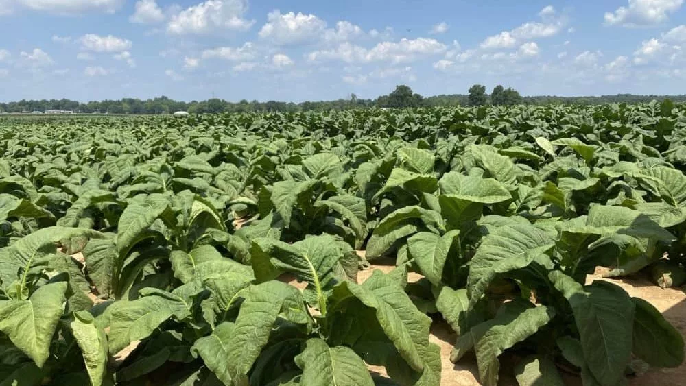 2021-corn-soybean-tobacco-fd-14-1-jpg
