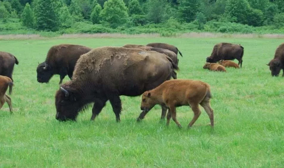 bison-friends-of-lbl-jpg-13