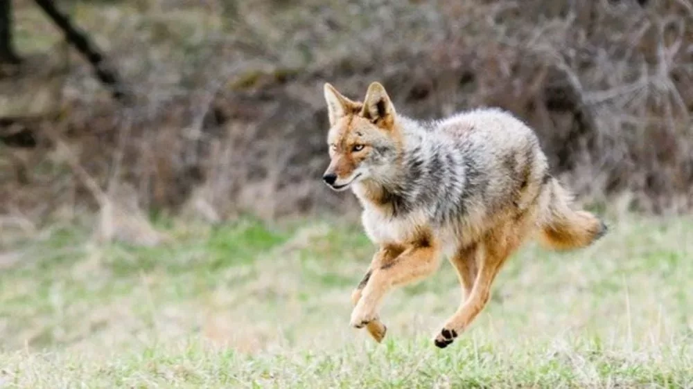 running-coyote-joe-lacefield-photo_crop-1-jpg