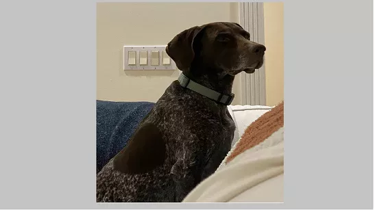 lost-dog-1-png-6