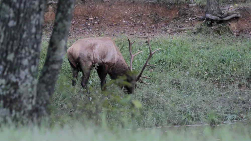 100723-elk-4-jpg-2