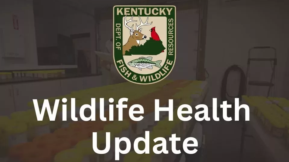wildlife-health-update-960x720_original-jpg