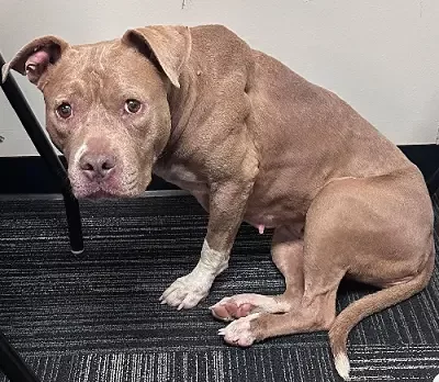 pit-bull-bella-png-2