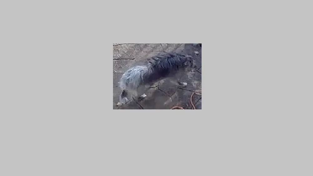 found-dog-png-4
