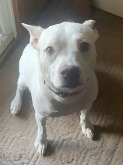 found-dog-1-png-4