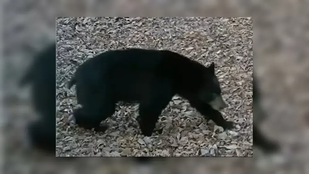 022026_the-black-bear-2-png