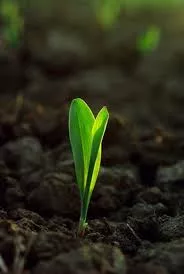 corn-emerging-from-the-ground