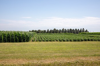 Iowa planting nears completion after warm and dry week
