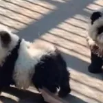 panda-dogs