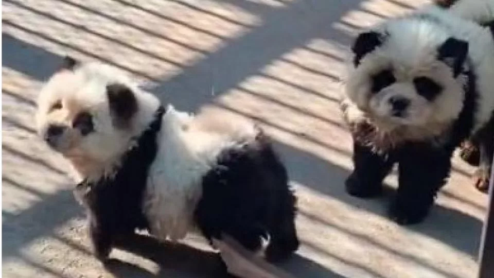 panda-dogs