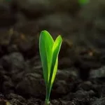 corn-emerging-from-the-ground-2