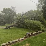 tree-down-on-the-hampton-country-club-5-21-24