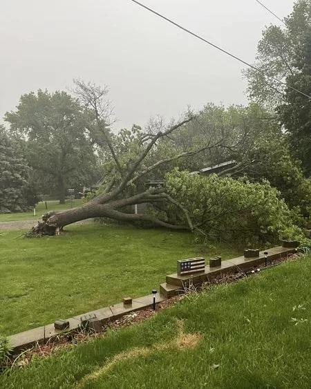 tree-down-on-the-hampton-country-club-5-21-24