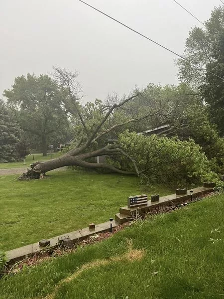 tree-down-on-the-hampton-country-club-5-21-24