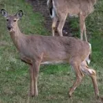 deer-in-iowa