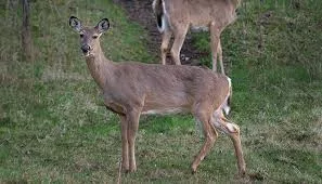 deer-in-iowa