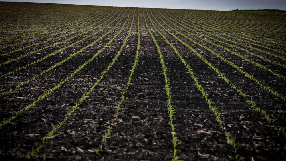 corn-plants-emerging-2021