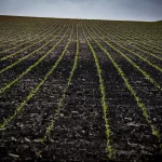 corn-plants-emerging-2021