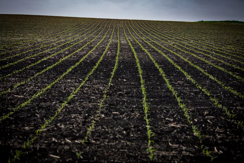 corn-plants-emerging-2021