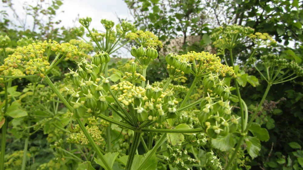 wild-parsnip