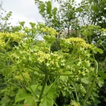 wild-parsnip