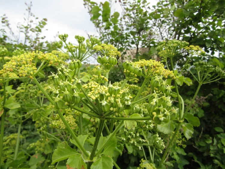 wild-parsnip