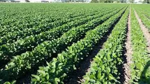 iowa-soybean-field-2