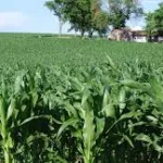 iowa-corn-field