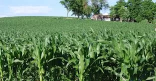 iowa-corn-field