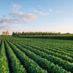 iowa-soybean-field-3
