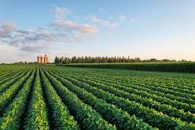 iowa-soybean-field-3