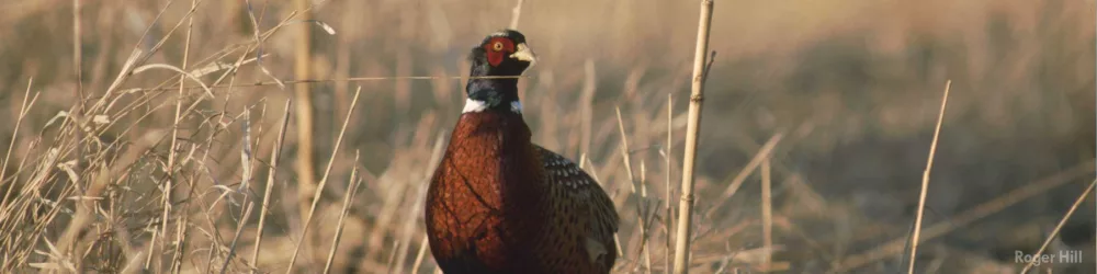 pheasant-in-iowa