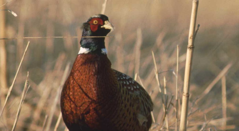 pheasant-in-iowa