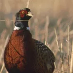 pheasant-in-iowa
