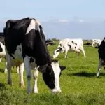 dairy-cattle