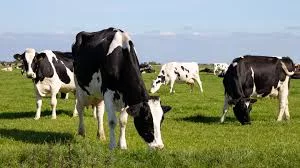 dairy-cattle