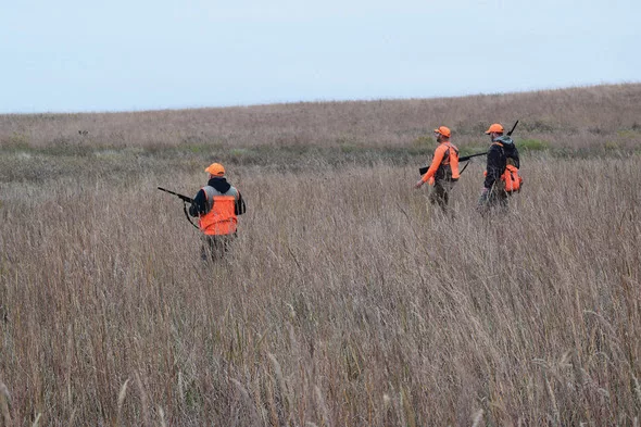 iowa-pheasant-hunting-season-2024