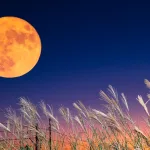 pmh2bptcfkyvm4jmvxhbu8