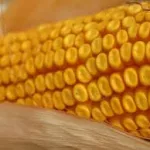 iowa-ear-of-corn