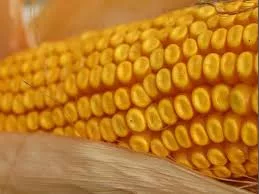 iowa-ear-of-corn