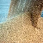 grain-being-poured