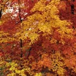 fall-leaf-colors-in-iowa-2