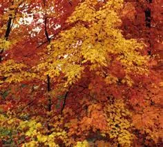 fall-leaf-colors-in-iowa-2