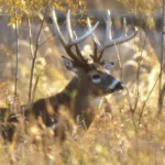 iowa-buck-deer