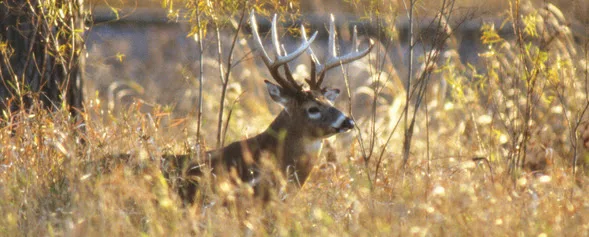 iowa-buck-deer