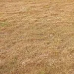 dry-grass-general-photo